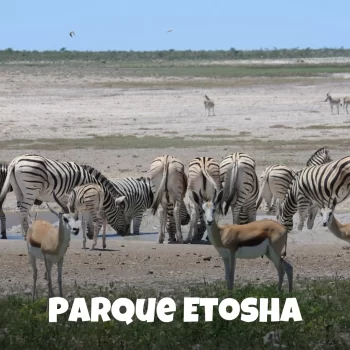 NOSOTRAS EN NAMBIA - Parque Nacional Etosha